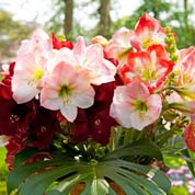 offre speciale amaryllis - fin de saison
